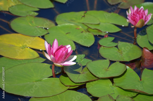 Two pink water lilies and lily pads