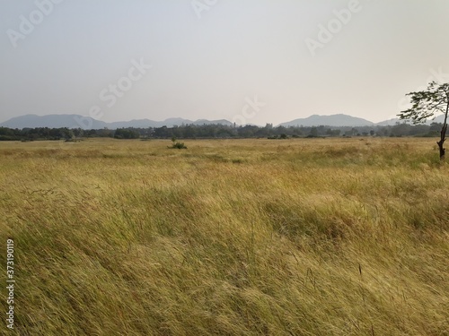 Yellow grass landscape in india, misty morning in the field, grass field in the morning.  ©  Rima