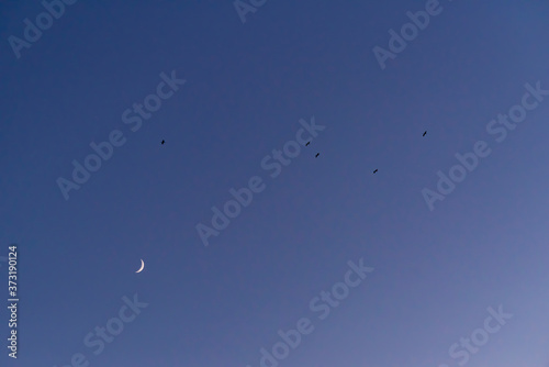 Storks flying in the sky with crescent moon in isolated background