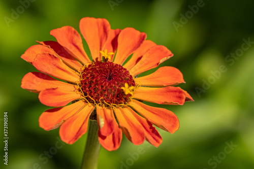 close up of a big orange zinnia flower blooming under the sun with blurry green background