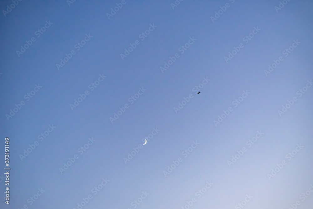 Storks flying in the sky with crescent moon in isolated background Storks flying in the sky with crescent moon in isolated background