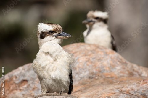 Laughing Kookaburra resting on log