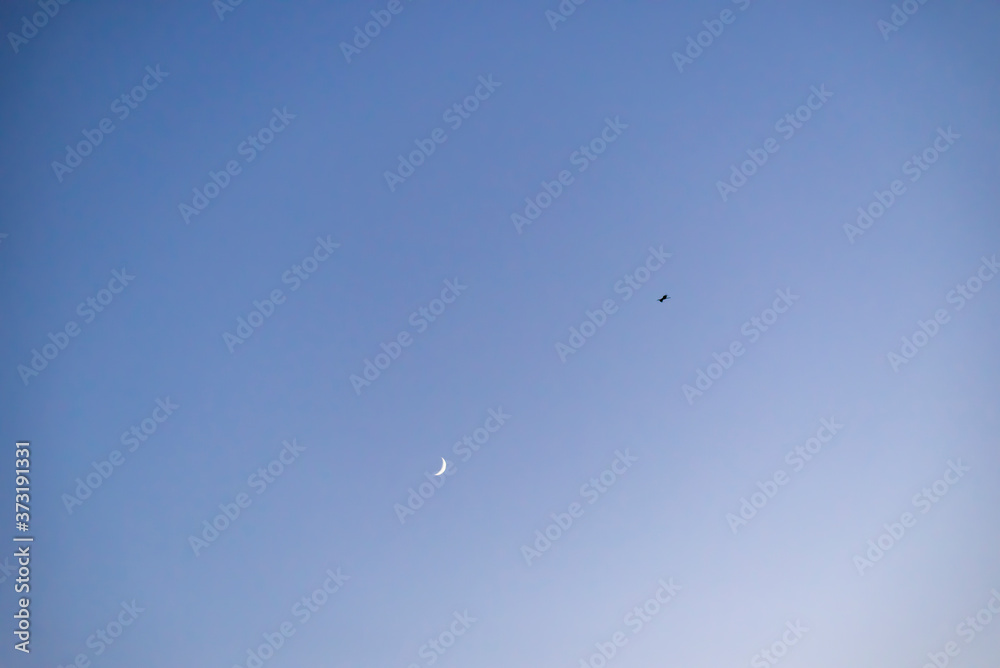Storks flying in the sky with crescent moon in isolated background Storks flying in the sky with crescent moon in isolated background