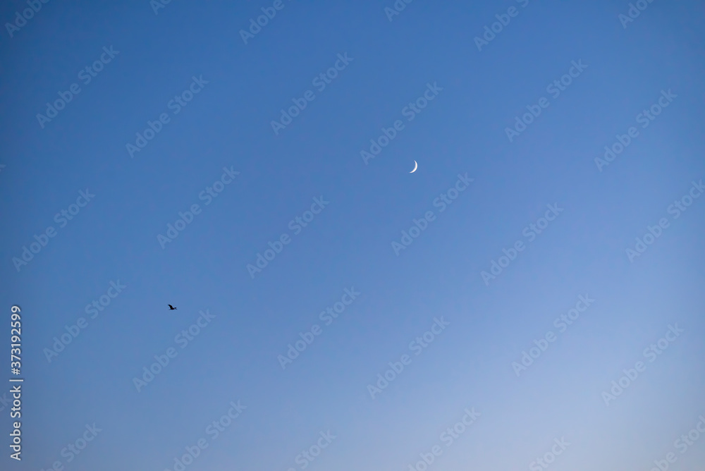 Storks flying in the sky with crescent moon in isolated background Storks flying in the sky with crescent moon in isolated background