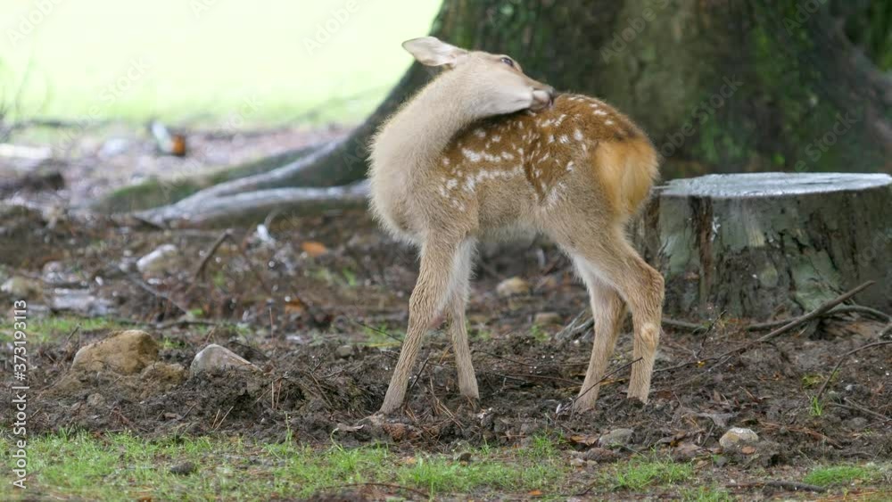 cute newborn fawn in a forest at rainy day cute newborn fawn in a forest at rainy day