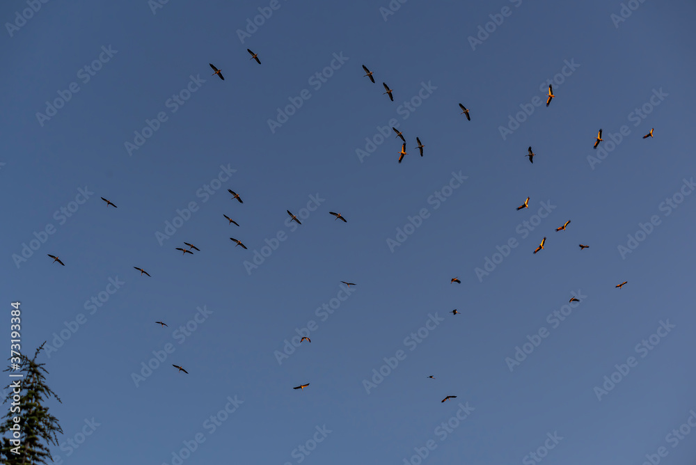 Storks flying in the sky with isolated background Storks flying in the sky with isolated background
