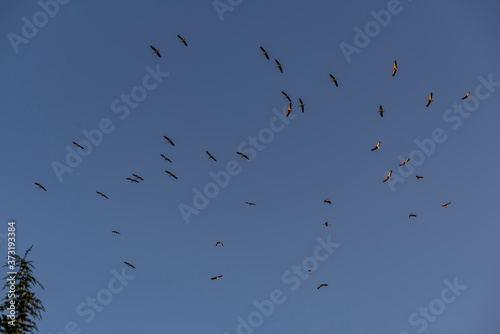 Storks flying in the sky with isolated background