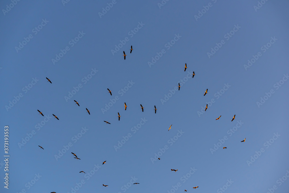 Storks flying in the sky with isolated background Storks flying in the sky with isolated background
