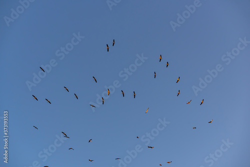 Storks flying in the sky with isolated background