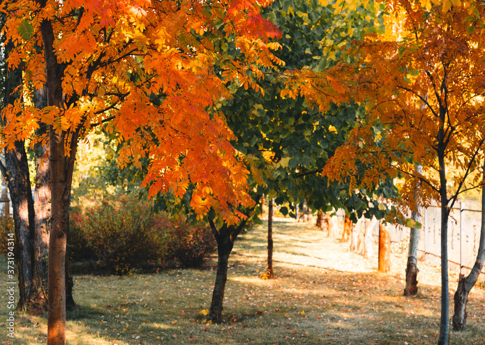 Fototapeta premium Autumn colorful yellow and orange leaves in park. Beautiful yellow maple leaves on sunny day and blurry background. Golden autumn in city park. Close up, macro shot. Fall Scene.