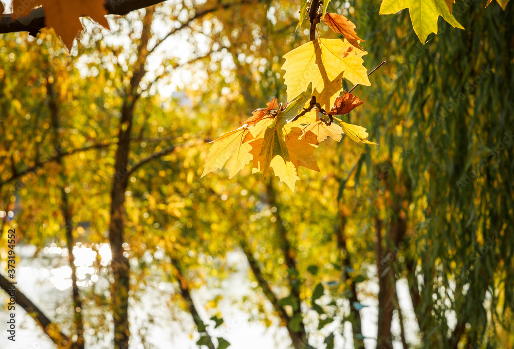 Obraz premium Autumn colorful yellow and orange leaves in park. Beautiful yellow maple leaves on sunny day and blurry background. Golden autumn in city park. Close up, macro shot. Fall Scene.