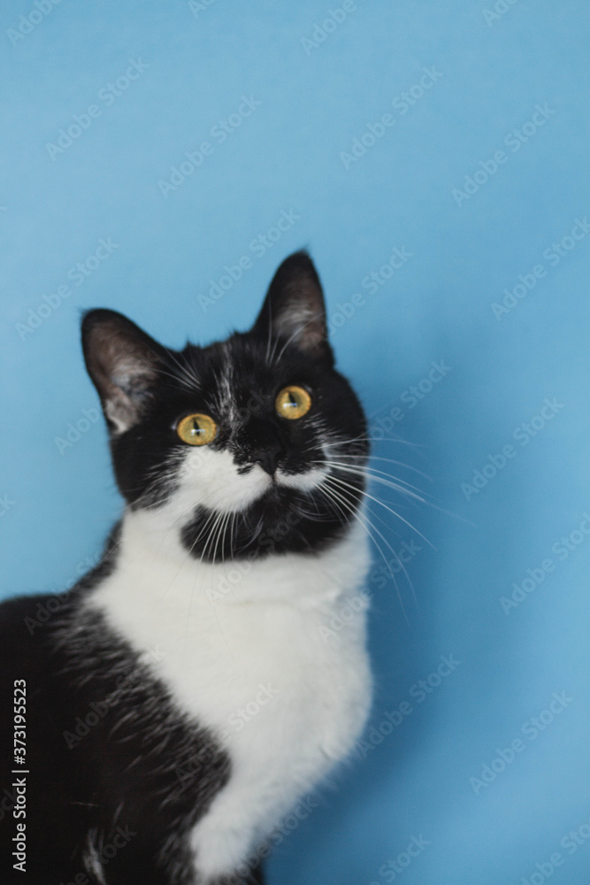 black and white cat on a blue background black and white cat on a blue background
