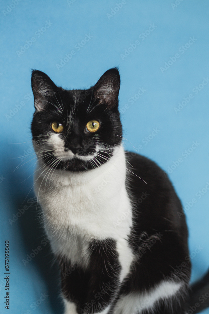 Black and white cat on a blue background