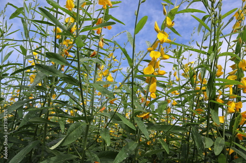Crotalaria juncea yellow flowers blooming isolated on blue sky and white cloud in the garden. © angei535