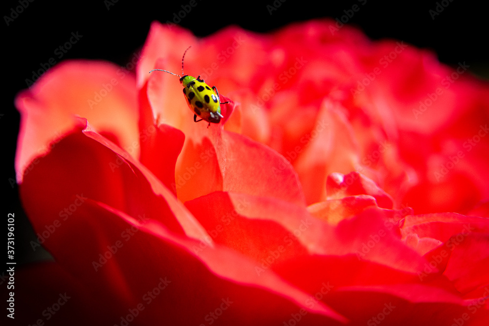 Flower Flower