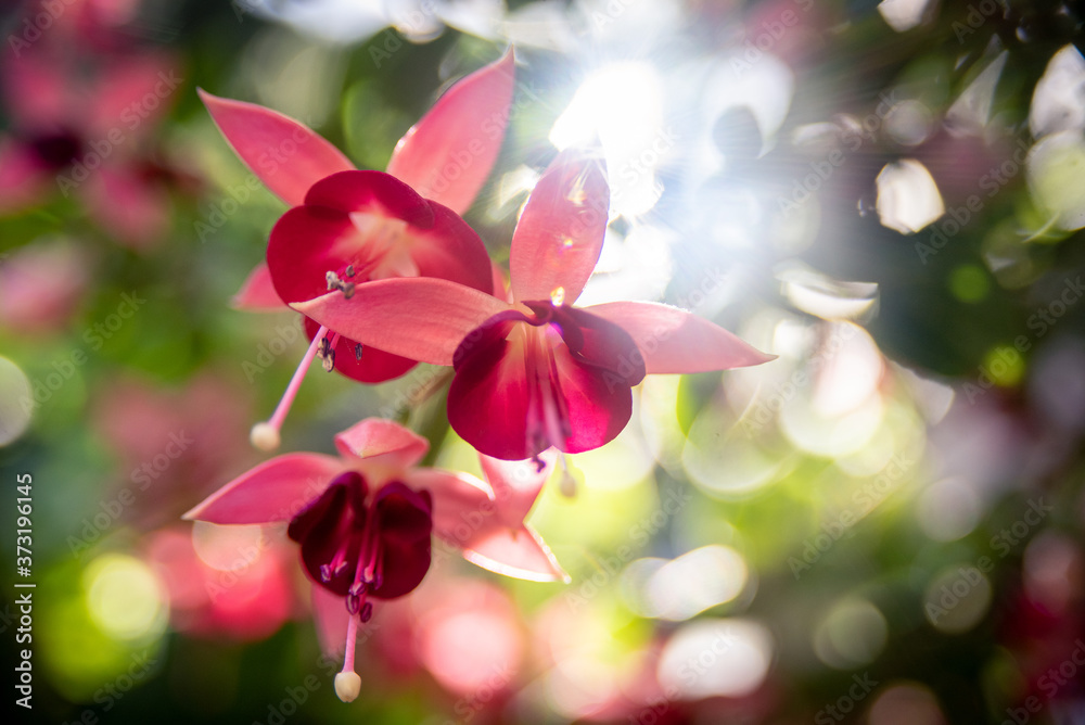 Sunlight and flowers