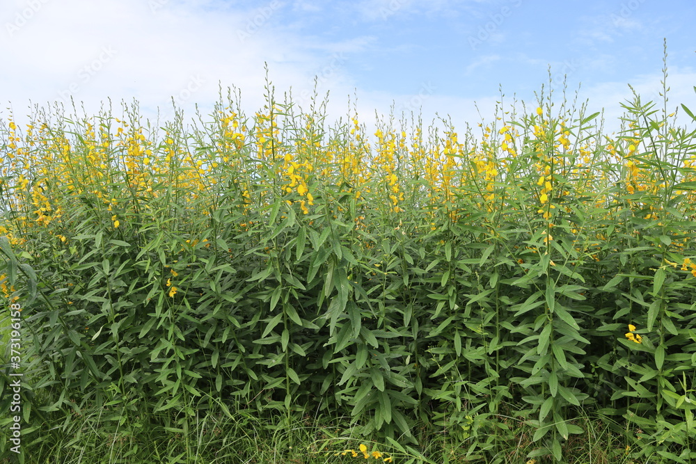 Crotalaria juncea yellow flowers blooming isolated on blue sky and white cloud in the garden. Crotalaria juncea yellow flowers blooming isolated on blue sky and white cloud in the garden.