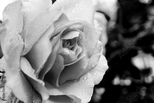 Rain on Roses
