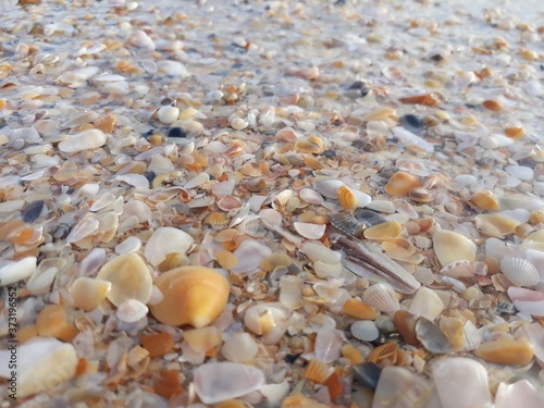 seashells on the beach, shells on the beach,  Indian Ocean beach,  Goa beach.  ©  Rima