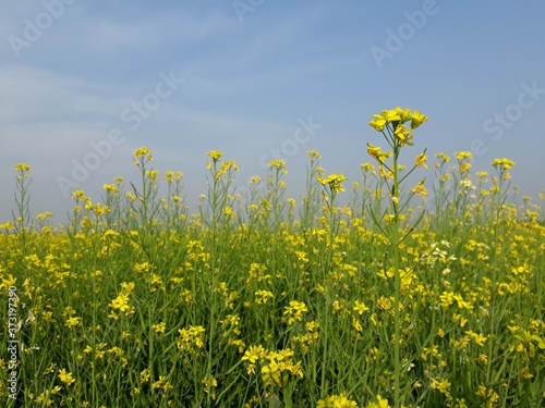 field of yellow flowers, mustard flowers field in India,  beautiful yellow color mustard flower in India,  mustard flowers landscape. 