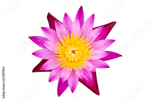 Water lily or lotus flower isolated on white with clipping path