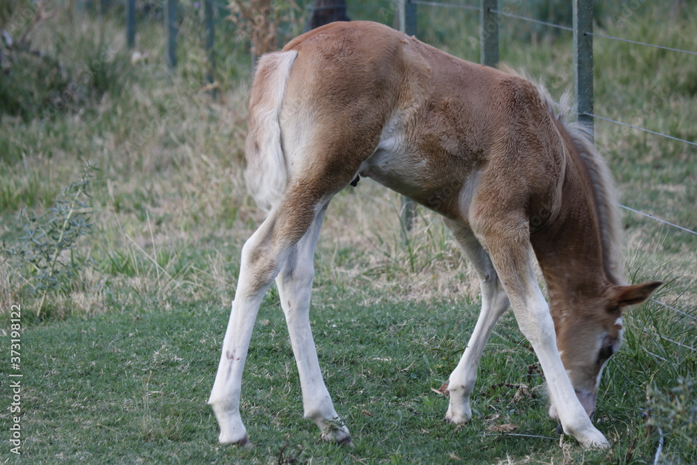 Fototapeta premium horse eating