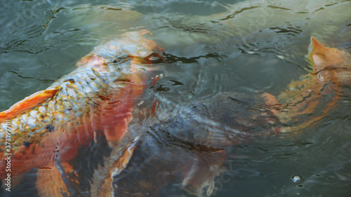 Koi Fish