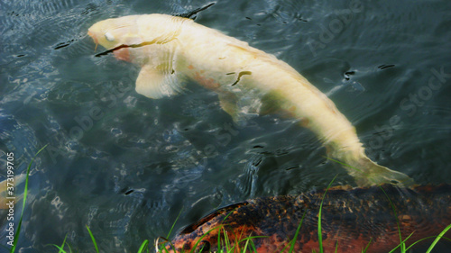 Koi Fish