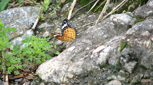 orange butterfly on a rock