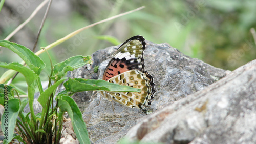 orange butterfly