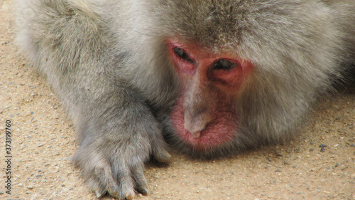 Japanese Macaque