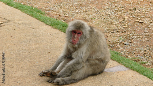 Japanese Macaque