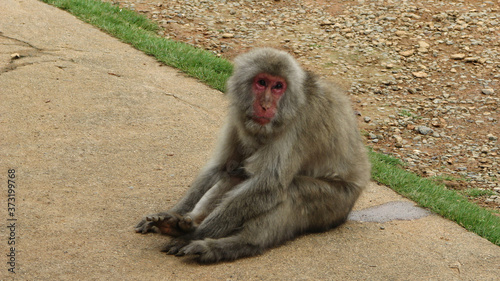 Japanese Macaque Sitting