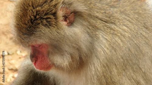 Japanese Macaque