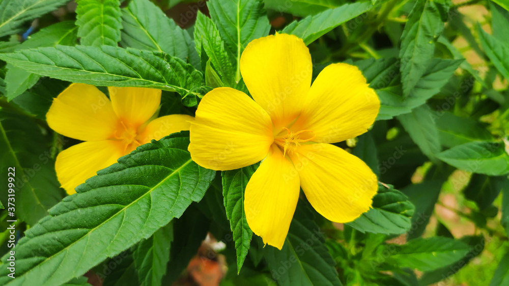 Fototapeta premium Landscape shot of Yellow Alder or Turnera Ulmifolia Flowers