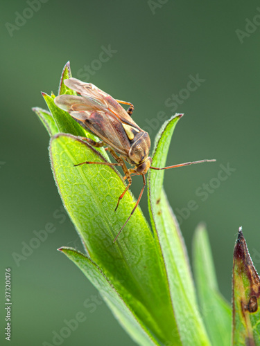 P1010031 plant bug, family Miroidea, Boundary Bay saltmarsh, cECP 2019 photo