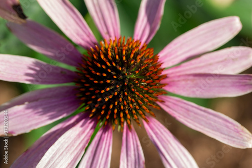 Macro abstract art view of a solitary purple coneflower  echinacea purpurea  blossom in a sunny butterfly garden