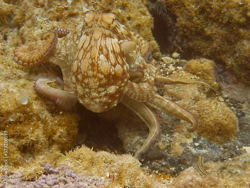 Common Octopus  2  Octopus vulgaris 