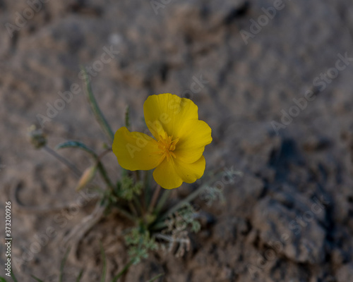 Mojave Poppy (..Eschscholtzia glyptosperma) in the desert of Southern California, USA photo