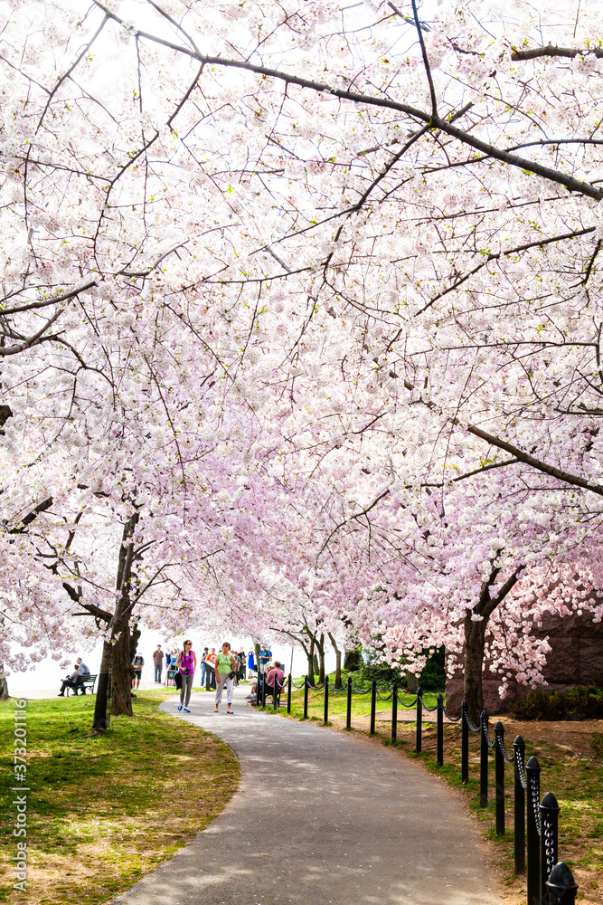 Cherry Blossom in Spring