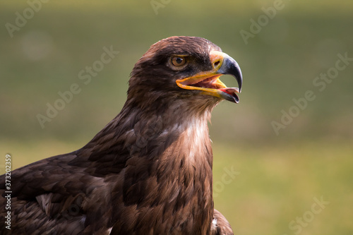 close up of a golden eagle