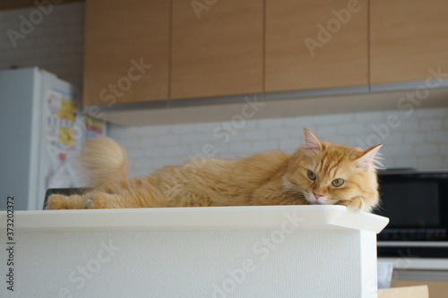 キッチンカウンターで寝そべる猫（マンチカン） © T.Hashimo