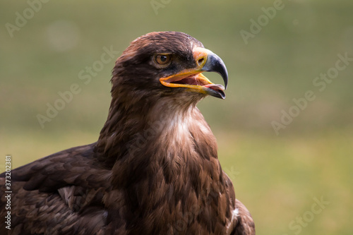 close up of a golden eagle