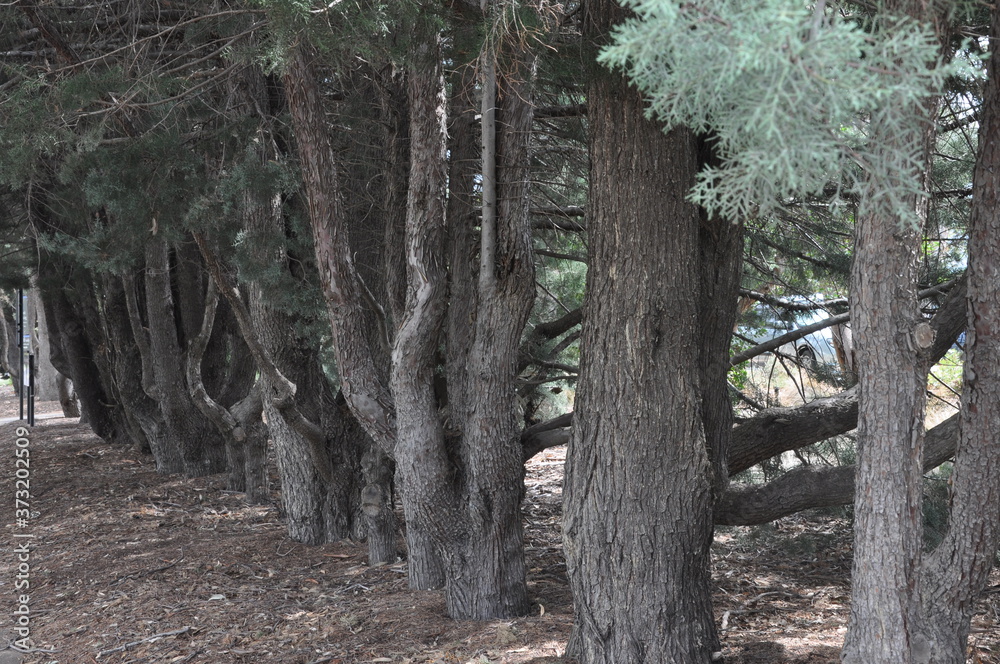 trees in the woods