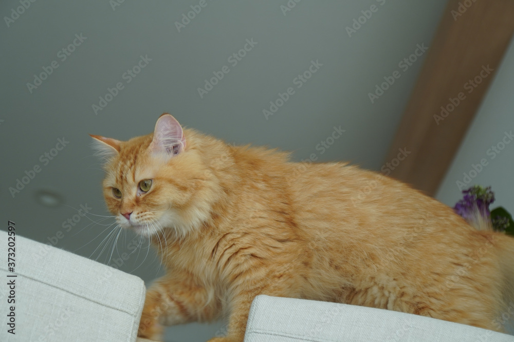 Naklejka premium テーブルの上を歩く猫（マンチカン）