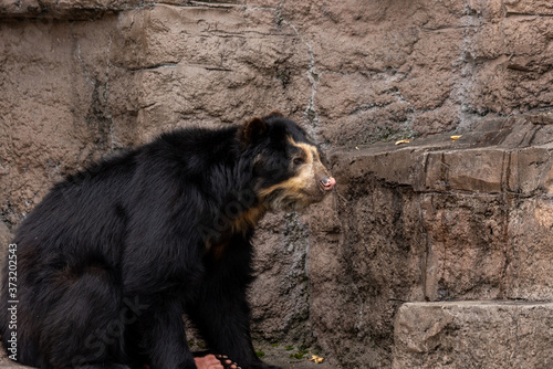 Spectacled bear (Andean bear) at the Osaka Zoo in Japan