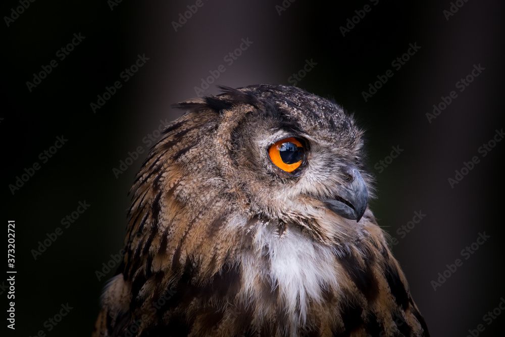 owl portrait owl portrait