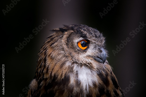  owl portrait