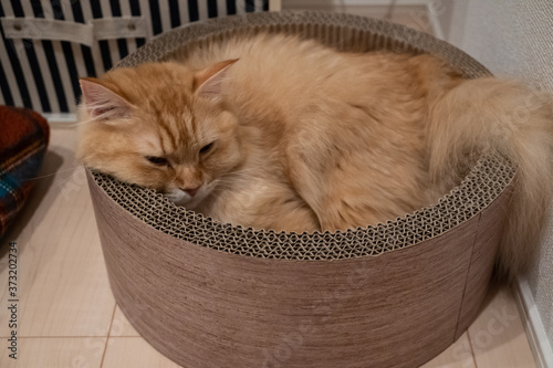 爪とぎの中でくつろぐ猫（マンチカン）