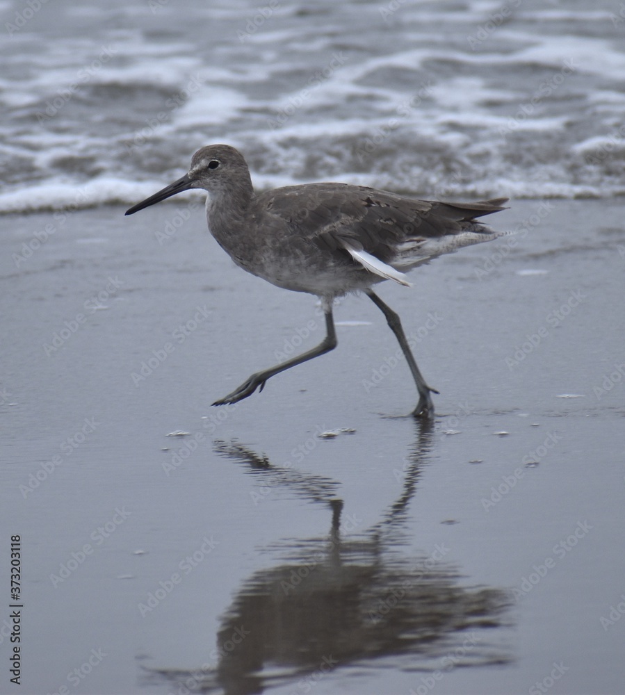 A willet (Tringa semipalmata) runs along the sand at Moss Landing State Beach on an overcast day A willet (Tringa semipalmata) runs along the sand at Moss Landing State Beach on an overcast day